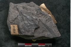 Foto (Detailansicht) von Thinnfeldia australis Ettingshausen (NHMW-GEO-2024-0188-10314)